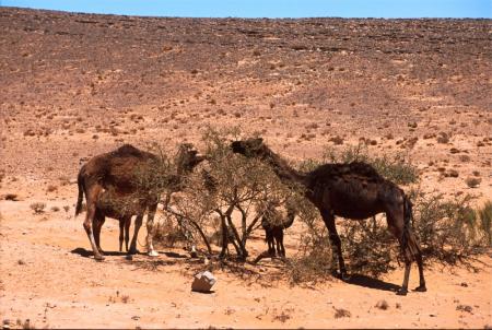 ileghman